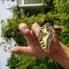 Papillon .MACHAON. Lépidoptère Famille des Papillionidaes. Prêt pour l'envol. Jardin Fay. BRUNO GODET